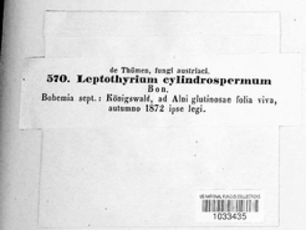 Leptothyrium cylindrospermum image